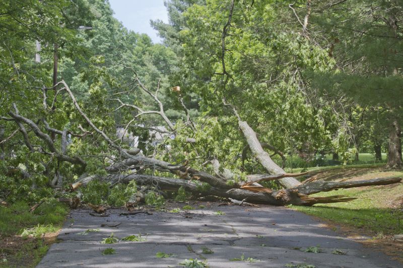 Fallen Tree on Road