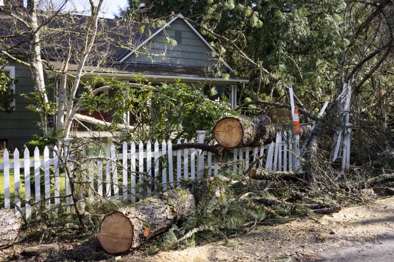 Large Fallen Tree