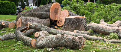 Maple Tree Removal