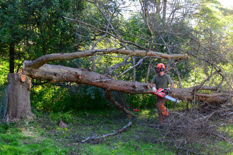 Tree Felling Process