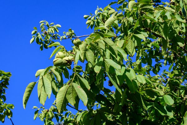 Cost of Walnut Tree Removal in Hendersonville
