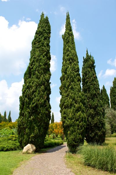 Cost of Cypress Tree Removal in Hendersonville