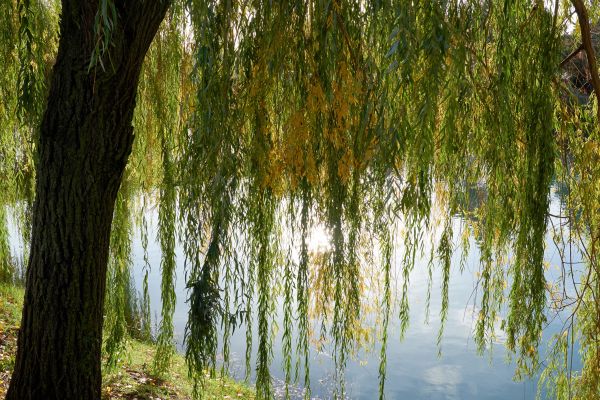 Cost of Willow Tree Removal in Hendersonville