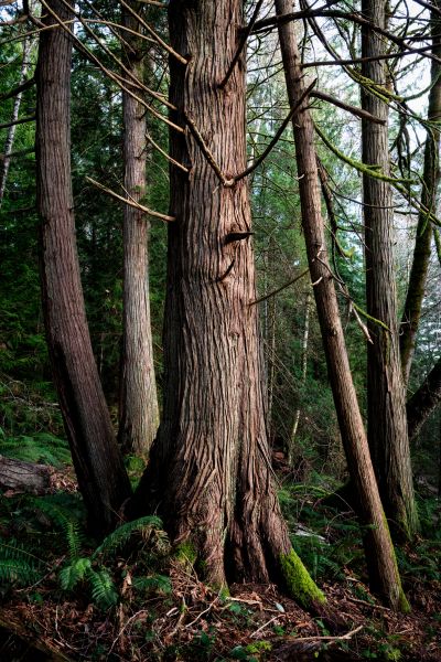 Cost of Cedar Tree Removal in Hendersonville