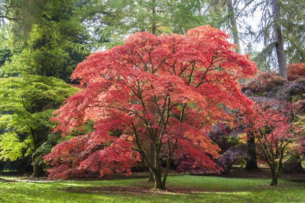 Cost of Maple Tree Removal in Hendersonville