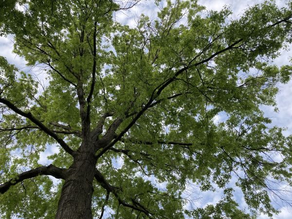 Cost of Oak Tree Removal in Hendersonville
