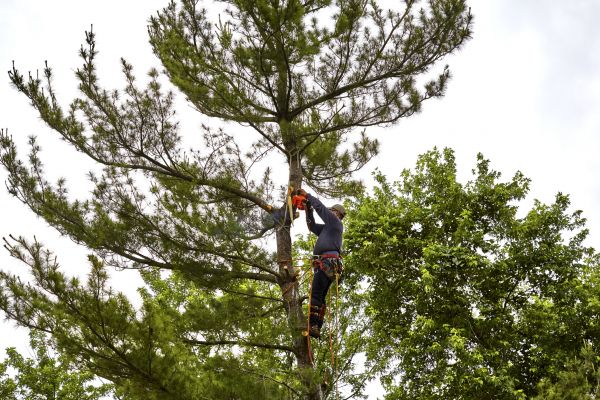 Cost of Pine Tree Removal in Hendersonville