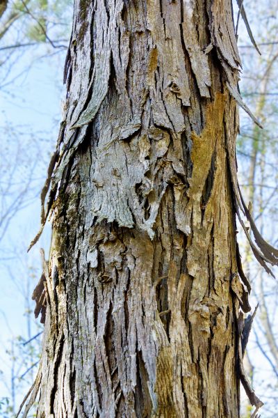 Hickory Tree Removal in Hendersonville