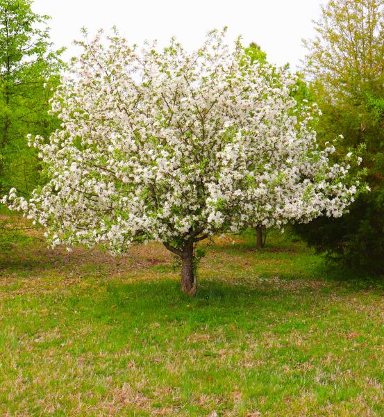 Dogwood Tree Removal in Hendersonville