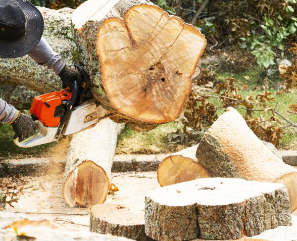 Tree Removal Service in Hendersonville