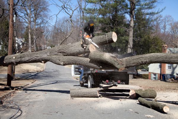 Cost of Residential Tree Removal in Hendersonville